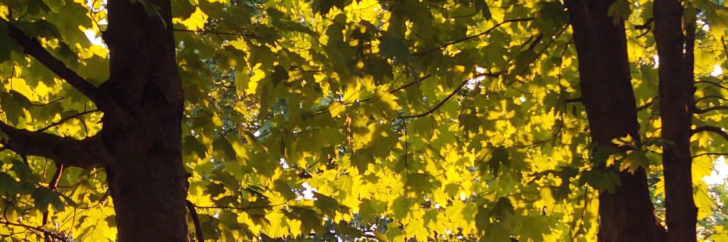 orangesarahb's profile banner image