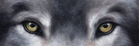 darkmro's profile banner image