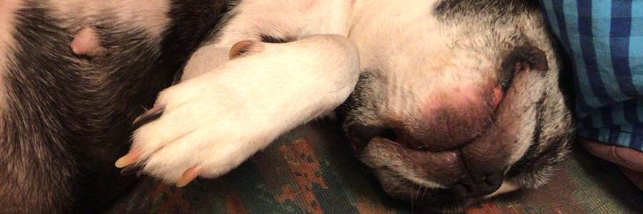 thstockey's profile banner image