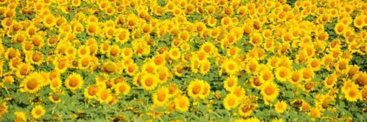 Mileeiky's profile banner image