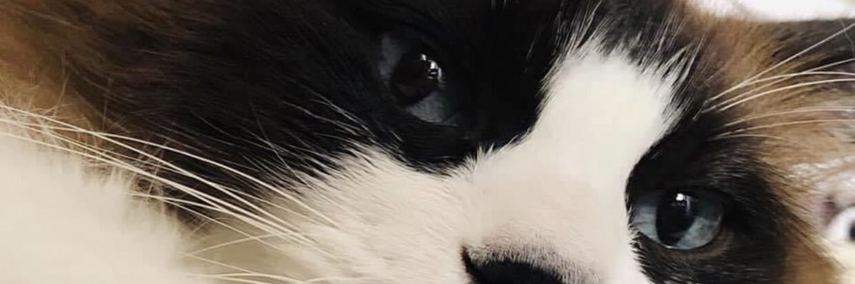paorl's profile banner image