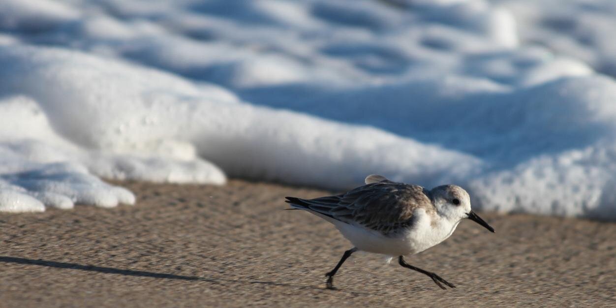 because birds banner