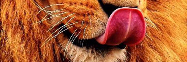 shizzleWorld's profile banner image