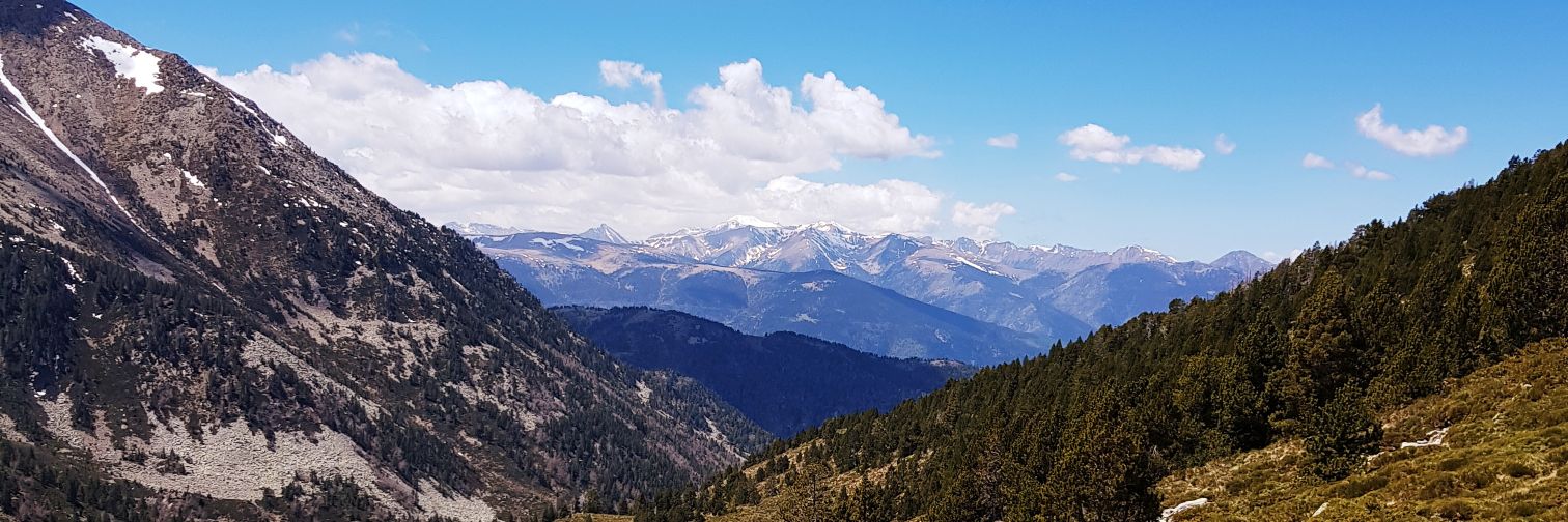 Forestyyop's profile banner image