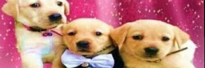 biinnsz's profile banner image