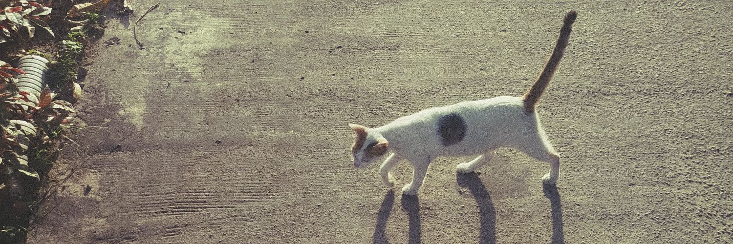 nicccc 🐈‍⬛ banner