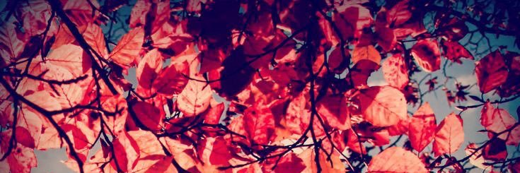 CaamiRaful's profile banner image