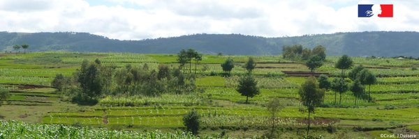 Cirad_AAM Profile Banner