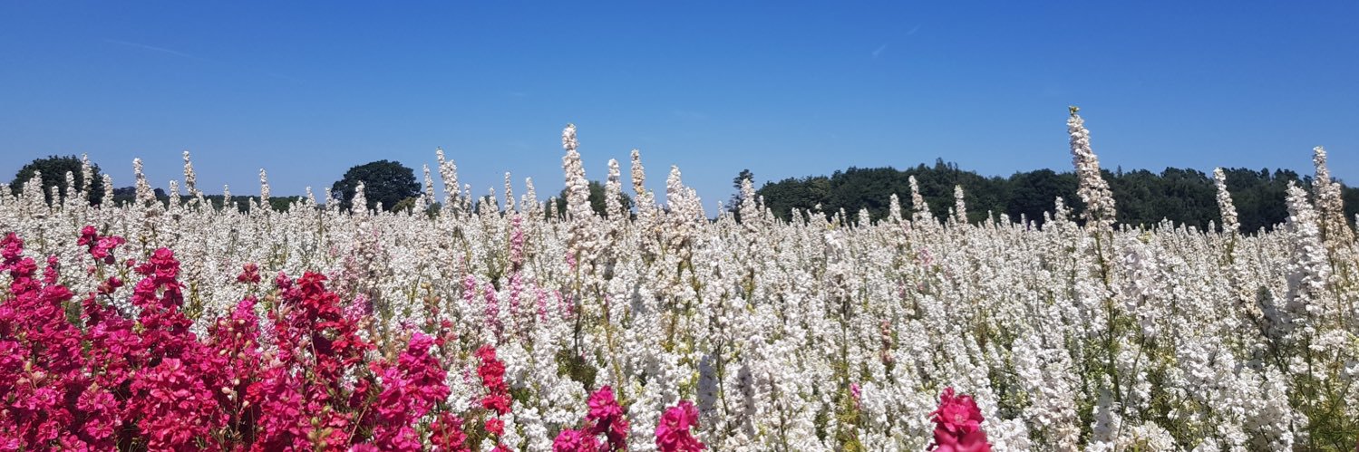 Beverley Ismail Artist banner