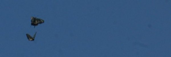 ink__ichi Profile Banner