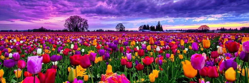 Lydia Sandate banner