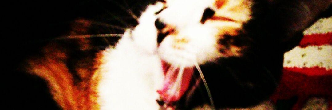 ManuelaCasta18's profile banner image