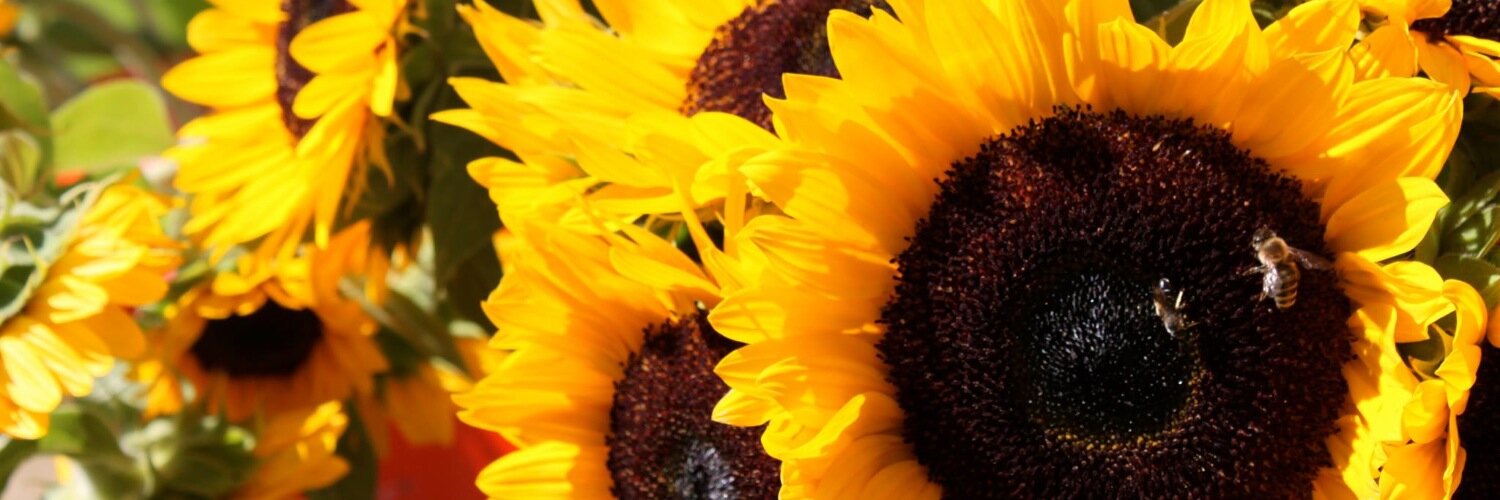 codysmbyrne's profile banner image