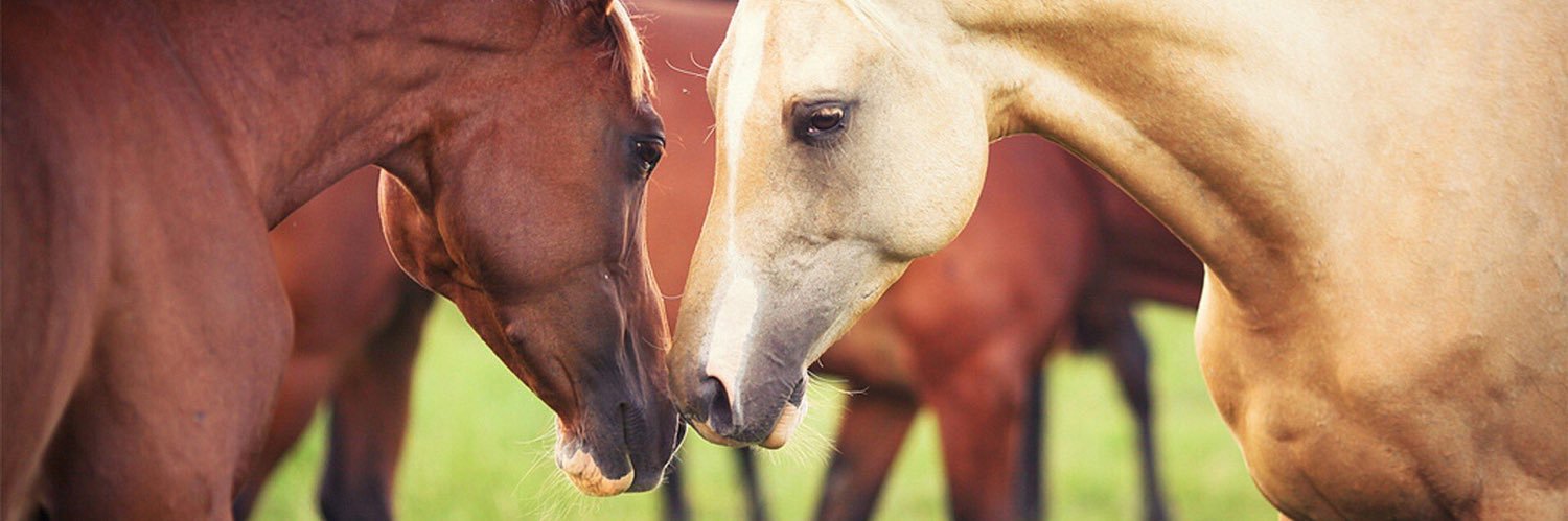 مُوتسكّع banner