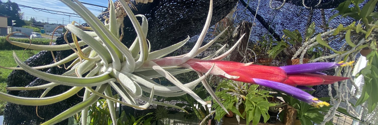 plantsample's profile banner image