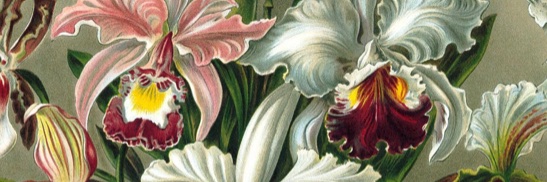 LillianDane's profile banner image