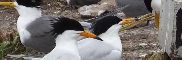 SimbaChan2 Profile Banner