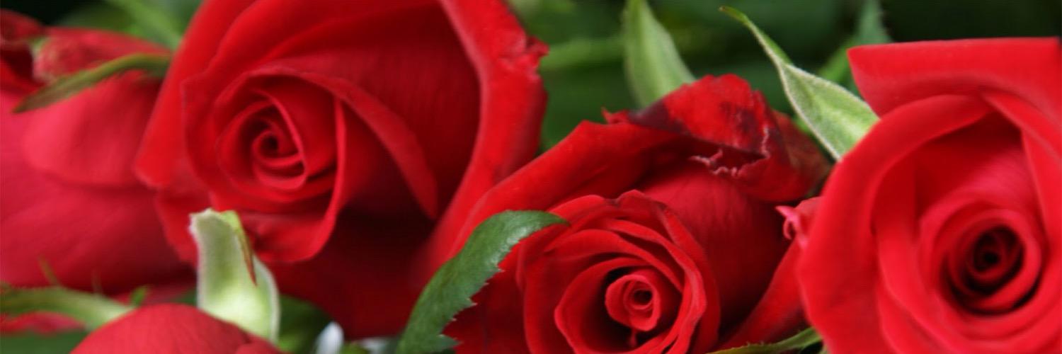 36ral7rof112233's profile banner image