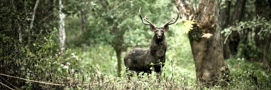 True Conservation Alliance banner