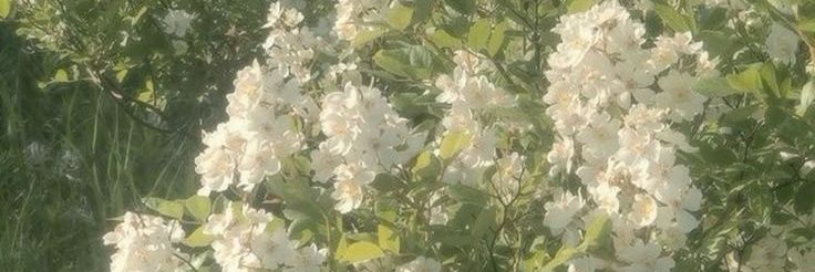nay🌸~ banner