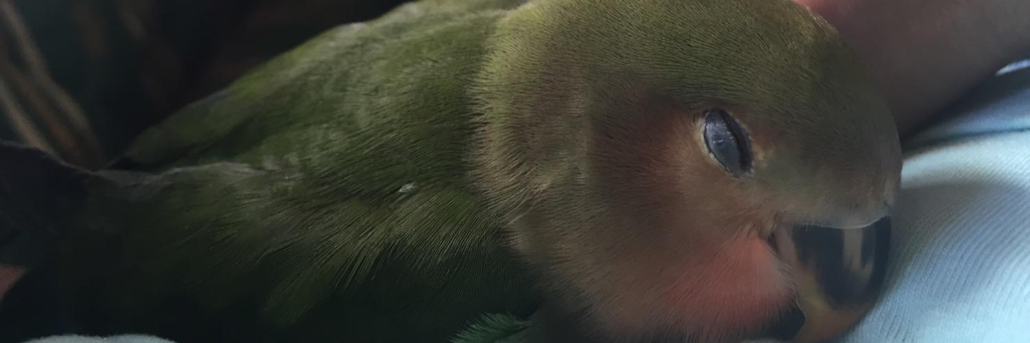 adomarin's profile banner image