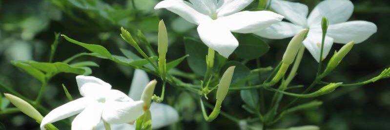 Eng.Raidah Wannous banner