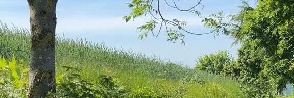 Chelidonium majus banner