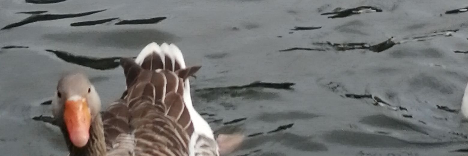 我没有名字啊。 banner