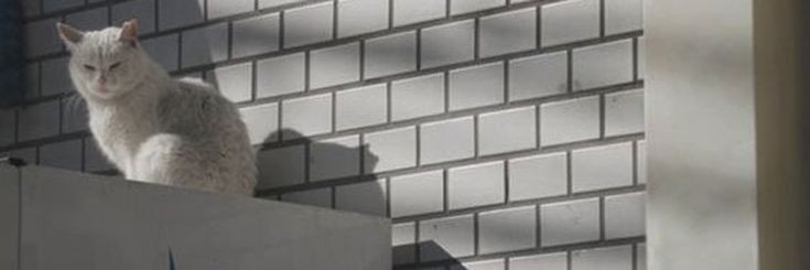Monday banner