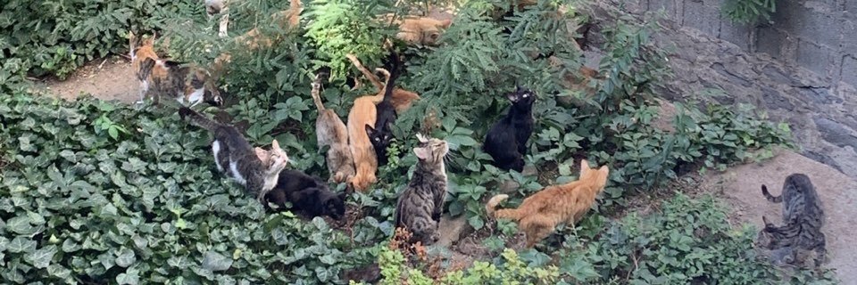 awfcats's profile banner image