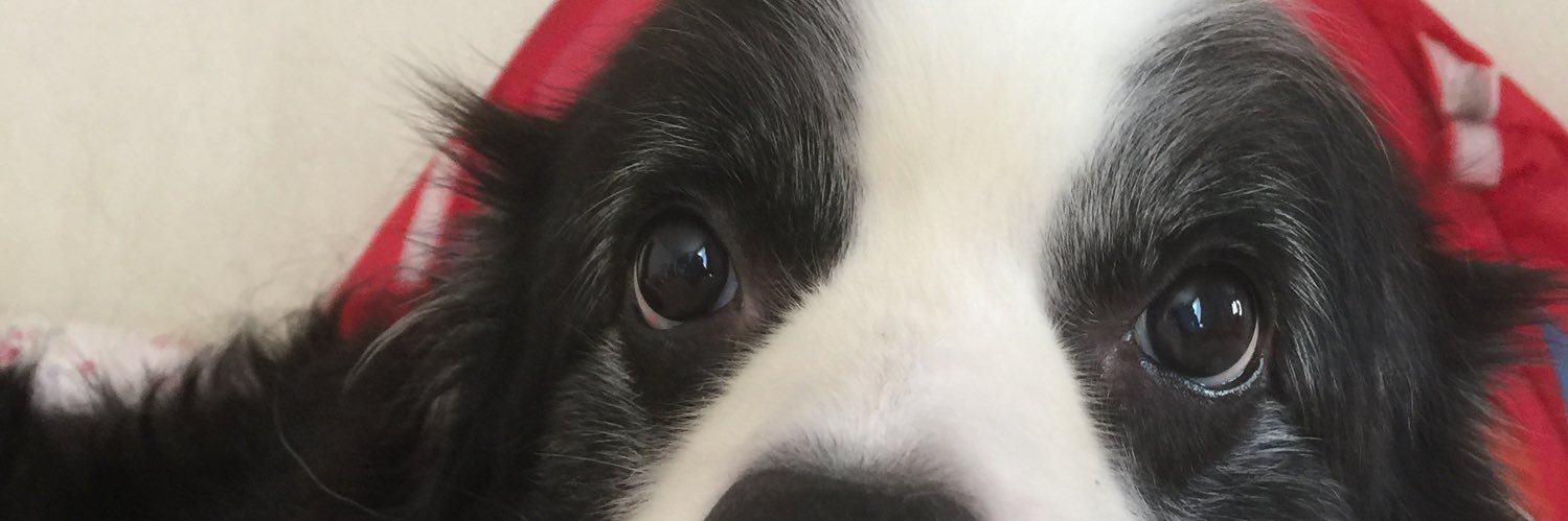 NagomiBon's profile banner image