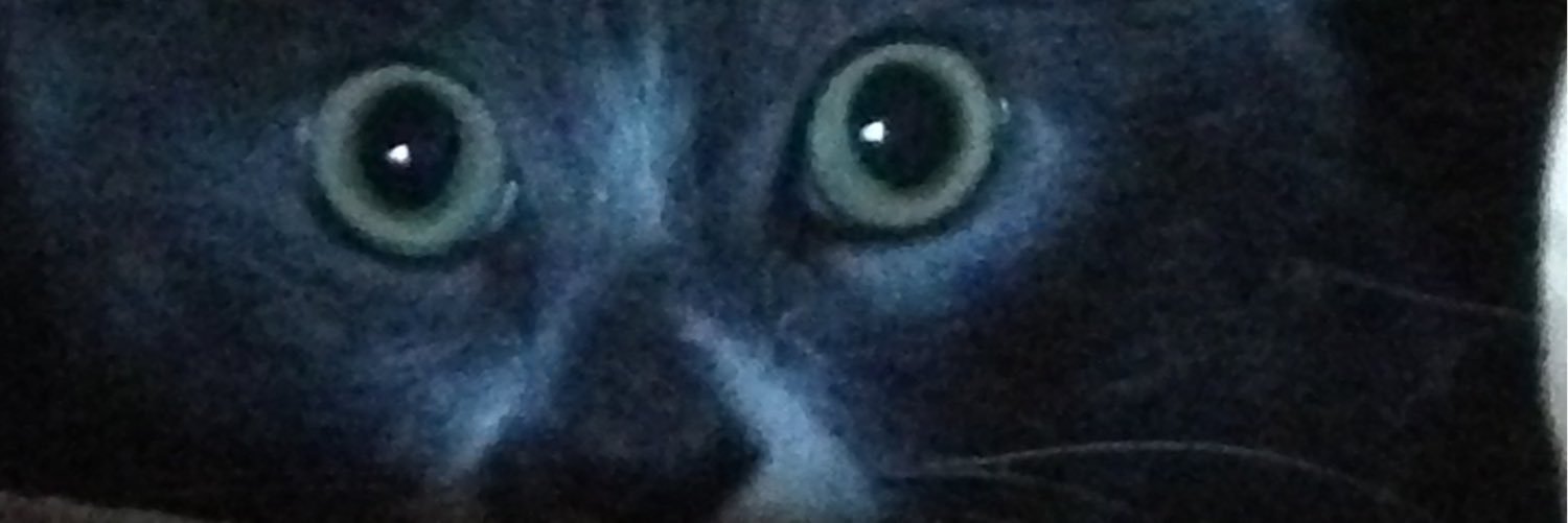 AliBagleyBosque's profile banner image