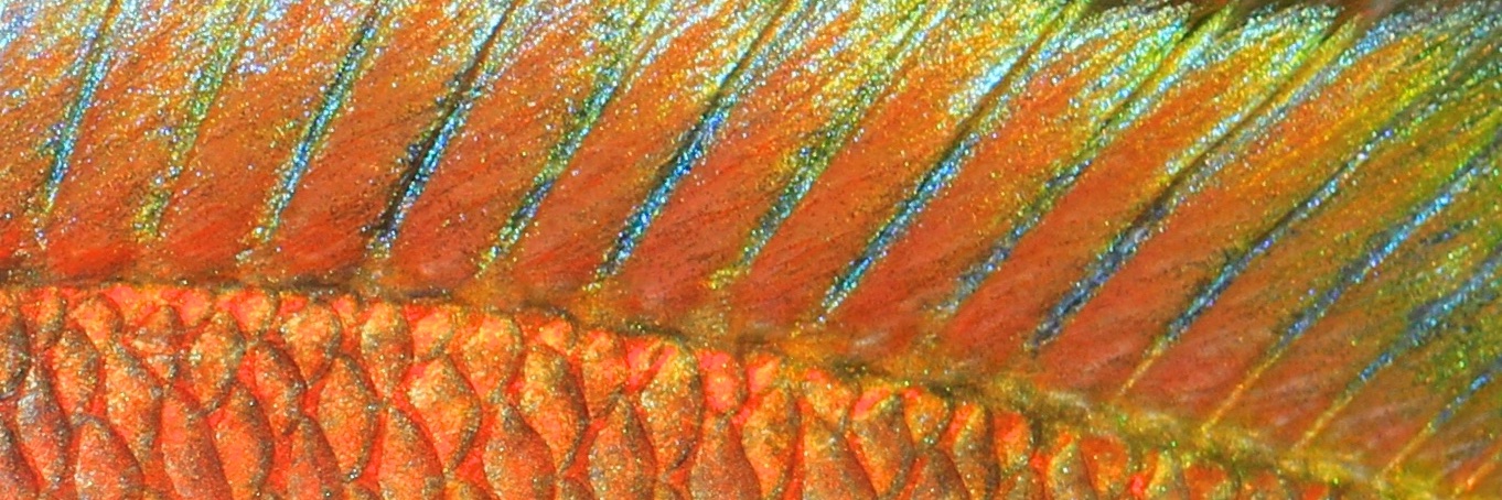 Integrative Evolutionary Biology banner