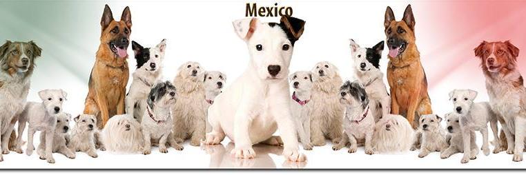 Fieles Compañeros banner