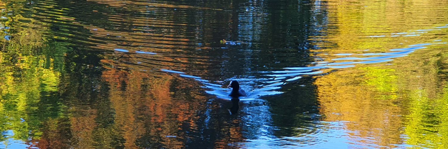 jape fitzjapes banner