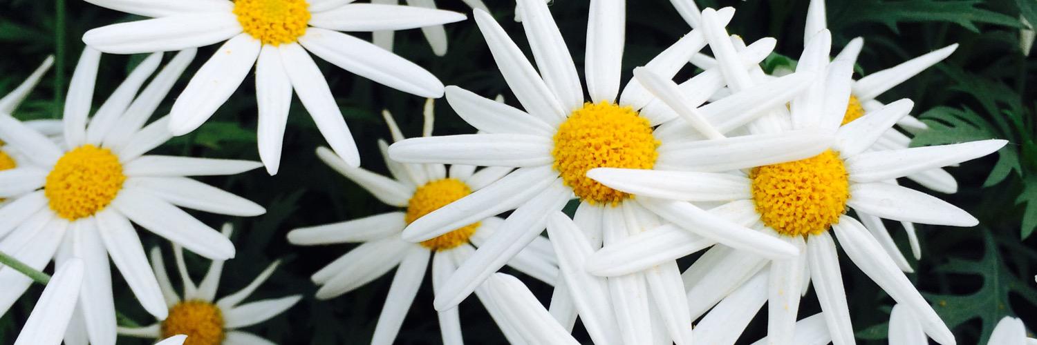 Jia1402's profile banner image