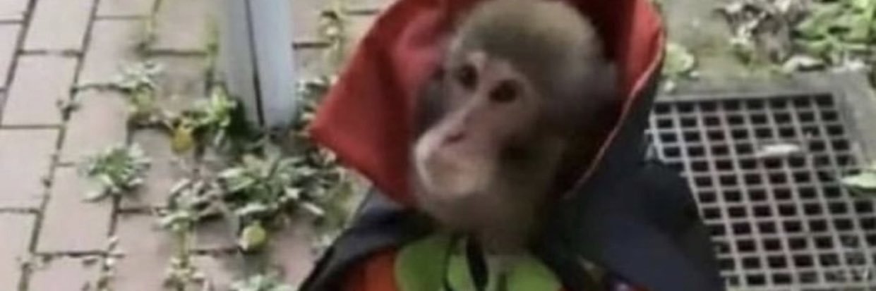 Monke Man banner