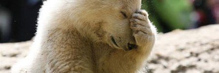 paranoid_bear's profile banner image