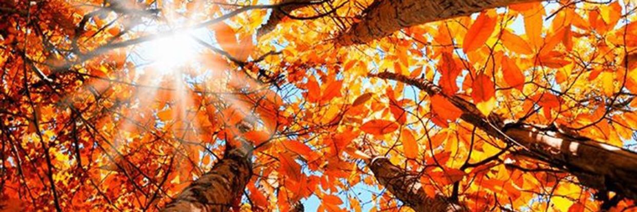 AmbertheHayes's profile banner image