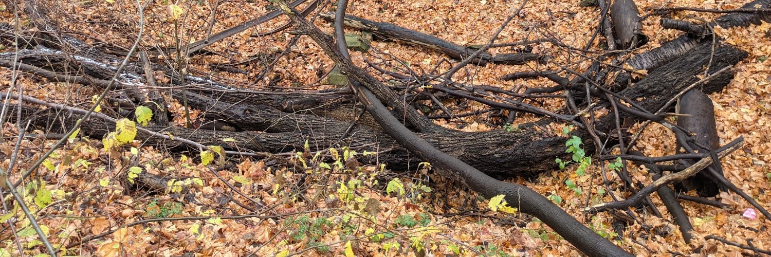 Will Lachance banner