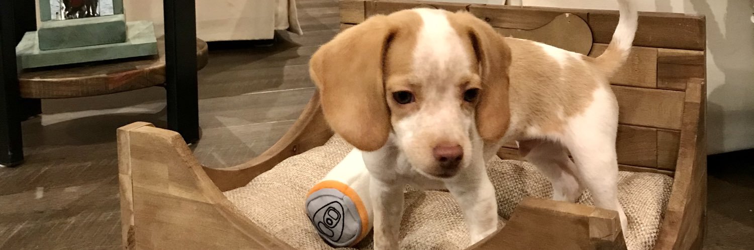 LemonBeagleBeau banner