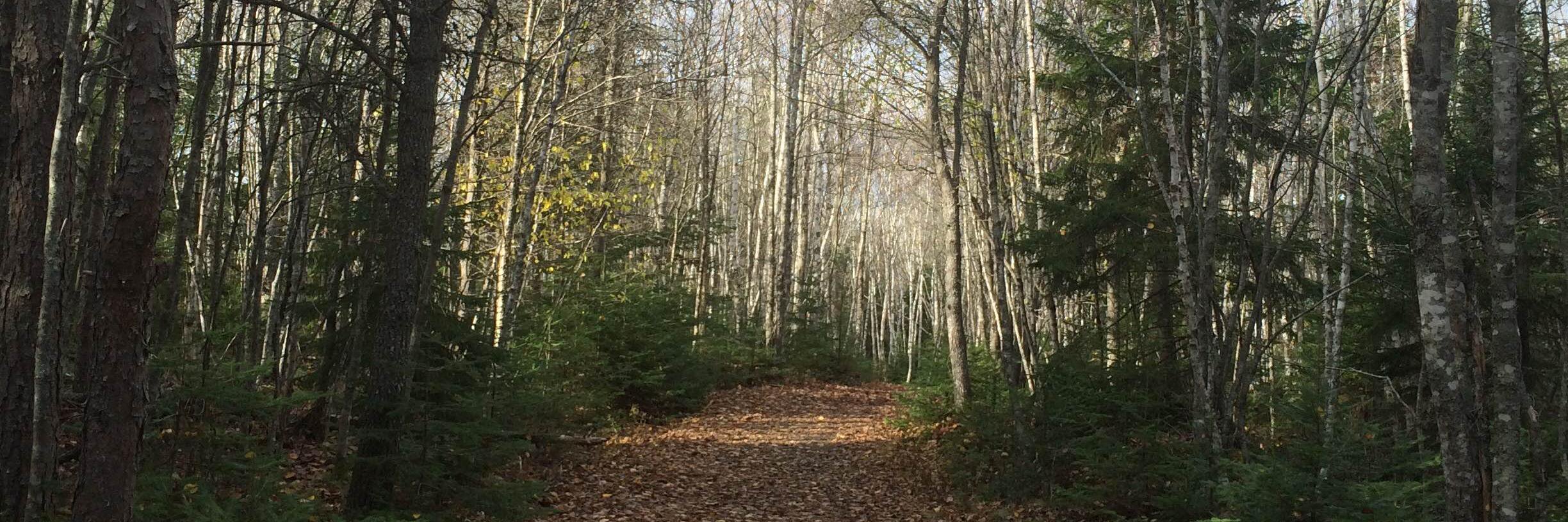 Dr. Kaitlyn Tagarelli banner