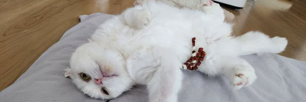 coincat0312 Profile Banner