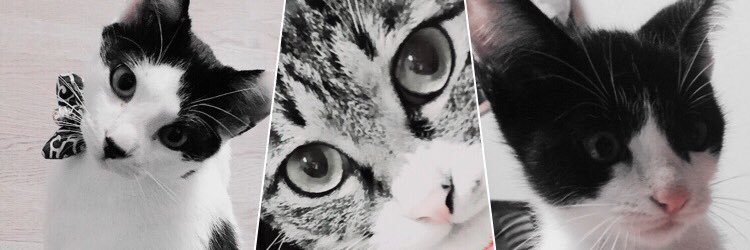 er1nyan's profile banner image