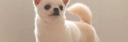 Carol Grossman banner