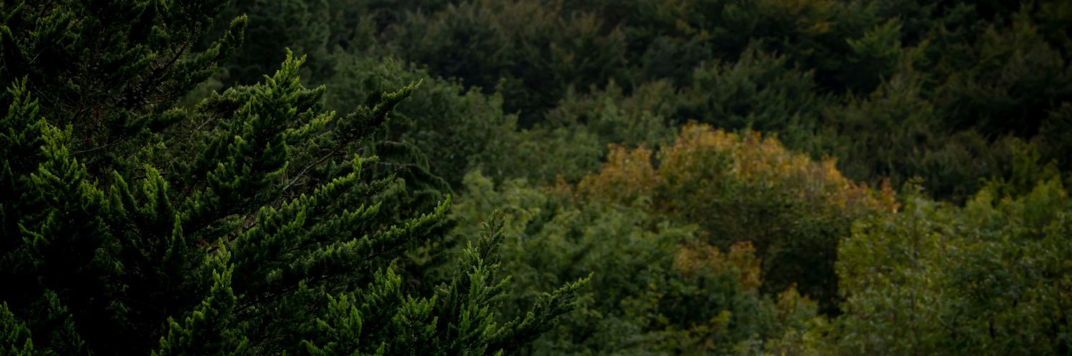 Jãvi Antoja dl Rosa banner