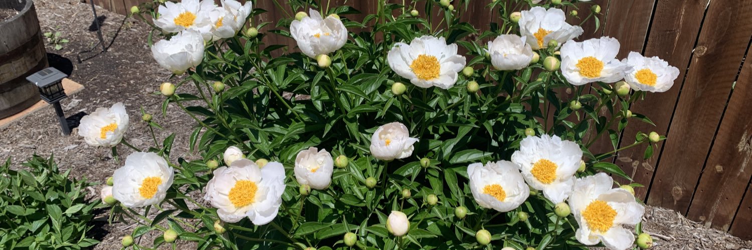 Lora, beagles Emma🌈🐞and Pepper🌈🐞 banner