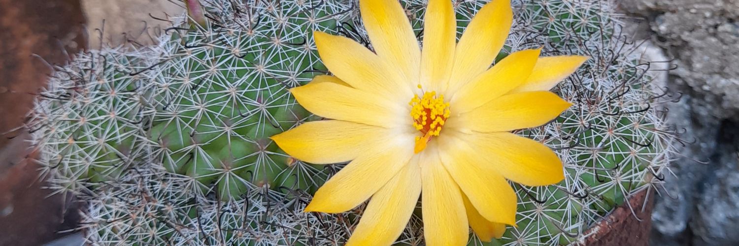 May I Be 🐱𓅊 banner