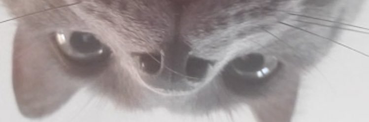 4slicer's profile banner image