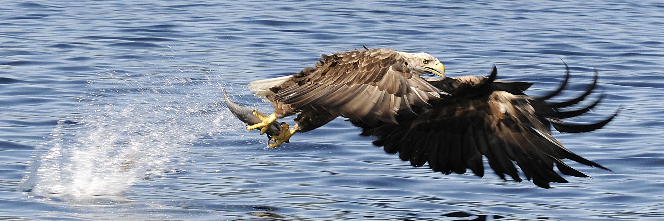Hilde Lynnebakken banner